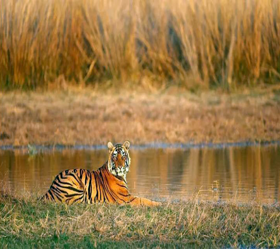 Tiger in the Sea
