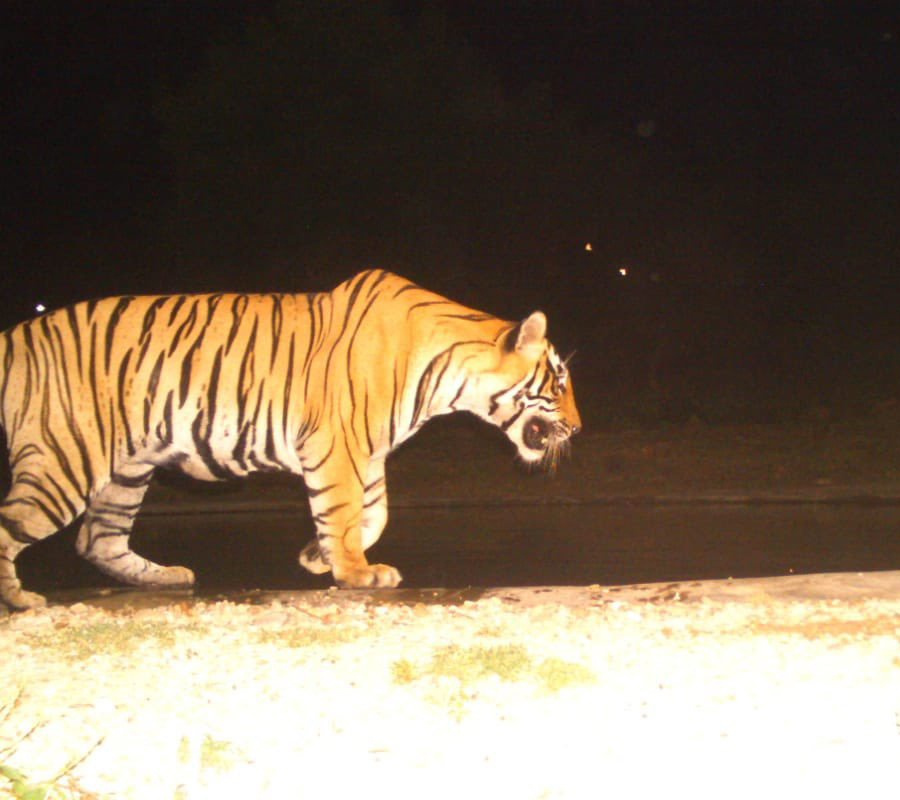 Tiger Sighting At Night